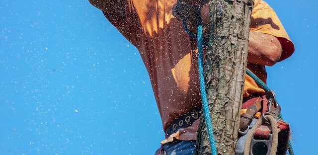 tree trimming